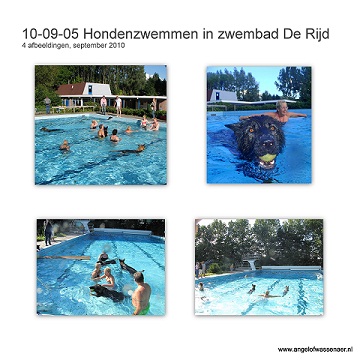 Hondenzwemmen in De Rijd met Sifra, Bajka, Hector (en Khes, Dreamt & Dumaj)